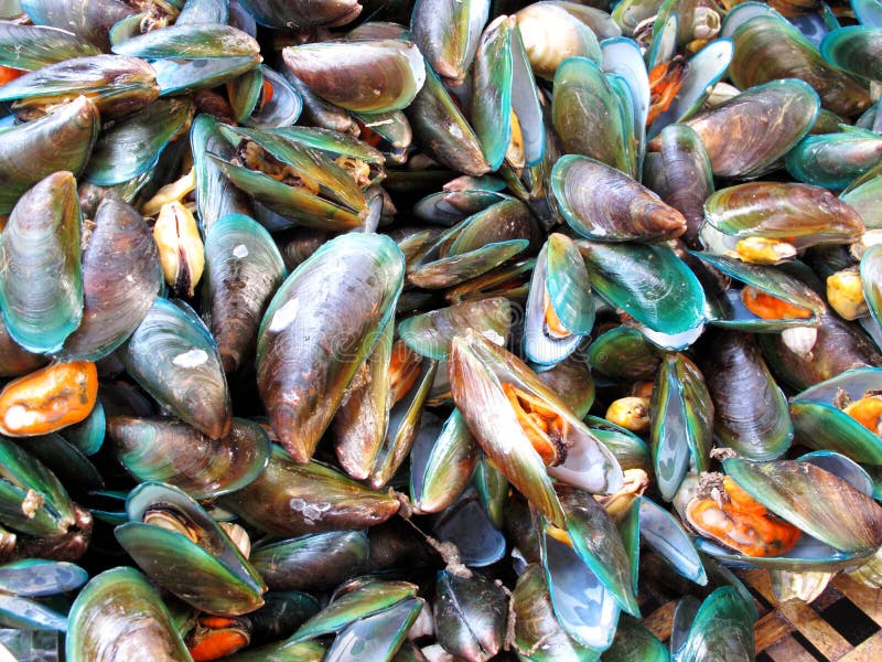 Boiled sea mussel. stock image. Image of aphrodisiac 30891241