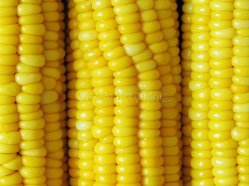Boiled Yellow Corn, Whole Grains, Healthy. Stock Image Image of