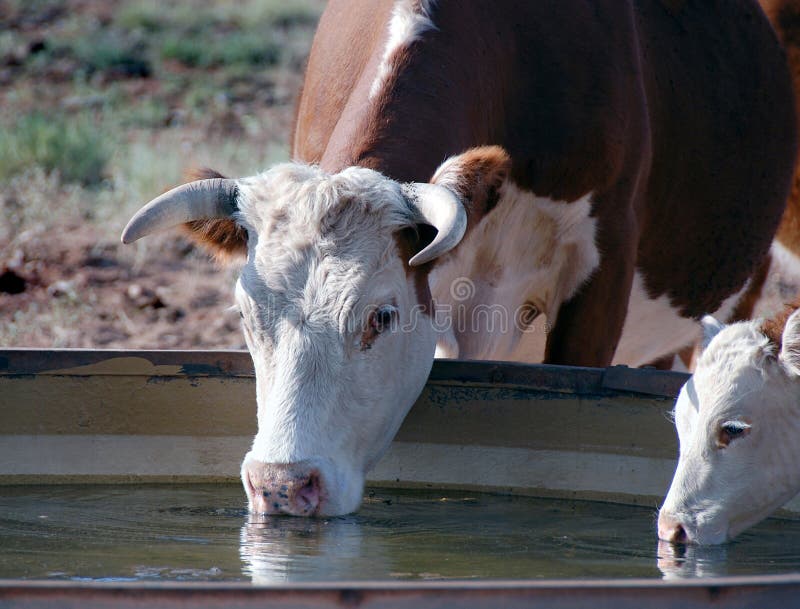 A closeup view of several cows drinking at a large water tank on a hot day. A closeup view of several cows drinking at a large water tank on a hot day.