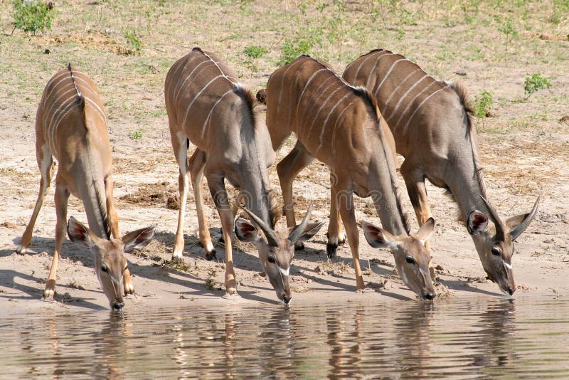 Four female kudu drinking water at a rivers edge. Four female kudu drinking water at a rivers edge