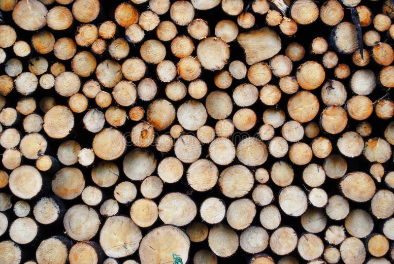 Bois De Sciage. Scié Arbres Coupés Grumes Gros Plan Texture. Récolte Du Bois.  Forêt De Déforestation Photo stock - Image du industrie, fermer: 216356882