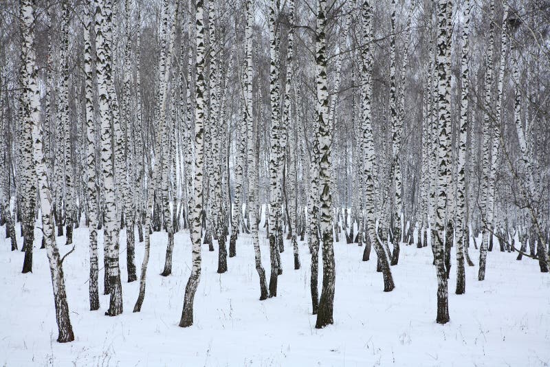 Bois de bouleau en hiver Russie images stock