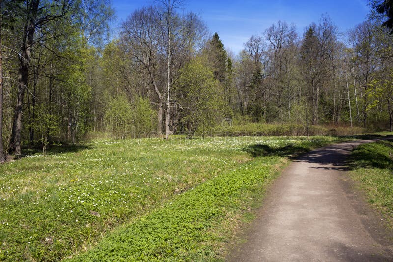 Bois de route au printemps et les perce-neige de floraison photo stock Bois de route au printemps et les perce-neige de floraison photo stock