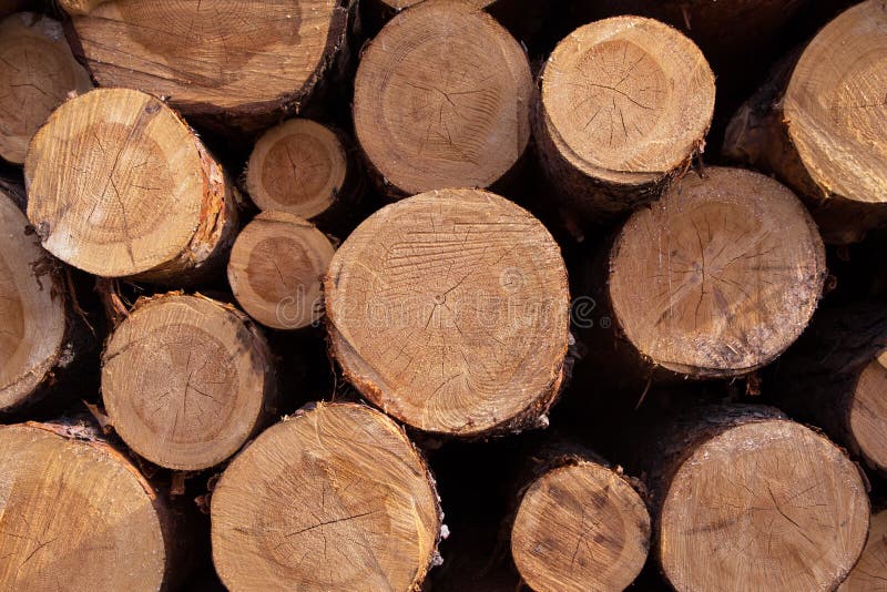 Scierie Avec Grumes Coupées Dans La Forêt Isolée, Gros Plan