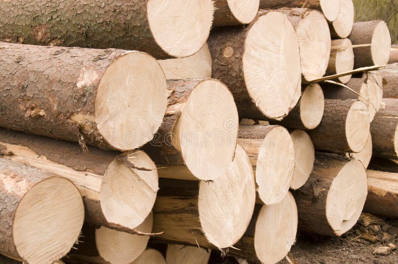 Grosse pile de coupes rondes de bois d'arbre, tronçonneuse électrique  rouge. Les grumes sont sciées à partir des troncs de bouleau empilés dans  une pile. Bois de chauffage de bouleau. Compost s