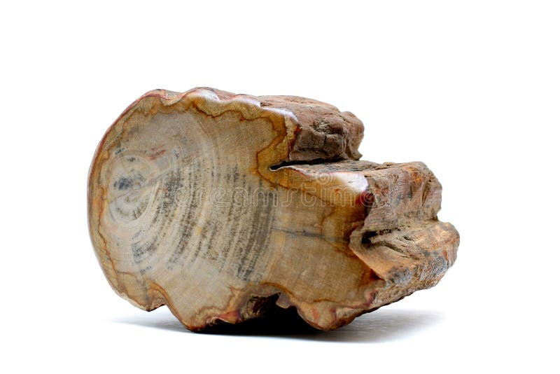 Bois Petrified images stock