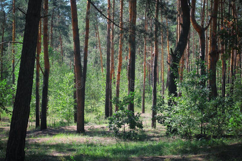 Bois verts photo teintée par forêt verte rampante de forêt verte photos libres de droits Bois verts photo teintée par forêt verte rampante de forêt verte photos libres de droits