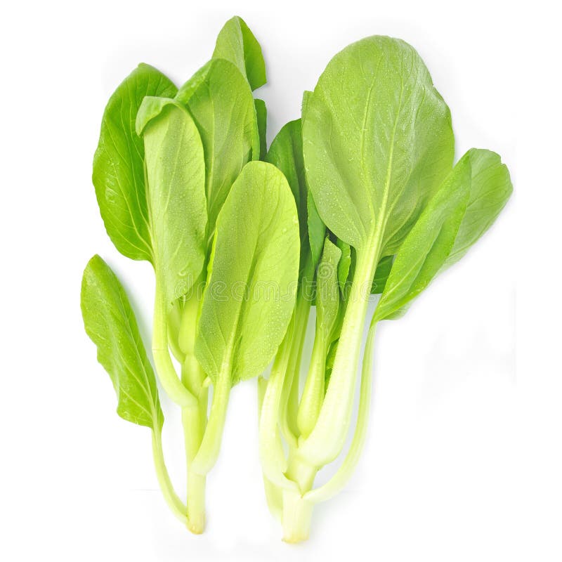 Chinese Vegetable Choy Sum Stock Image Image of isolated, vegetable 1323357