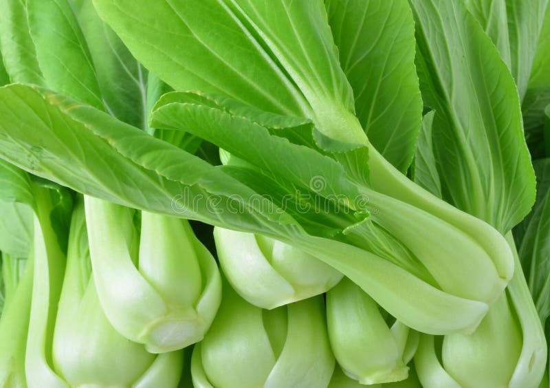 Bok choy (chinese cabbage)