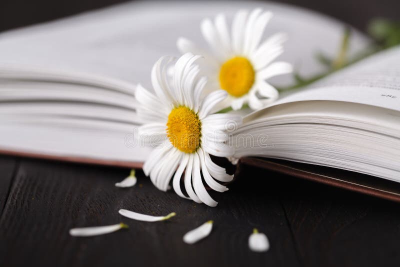 Bok och daisieblomma på trätabellen royaltyfria bilder Bok och daisieblomma på trätabellen royaltyfria bilder