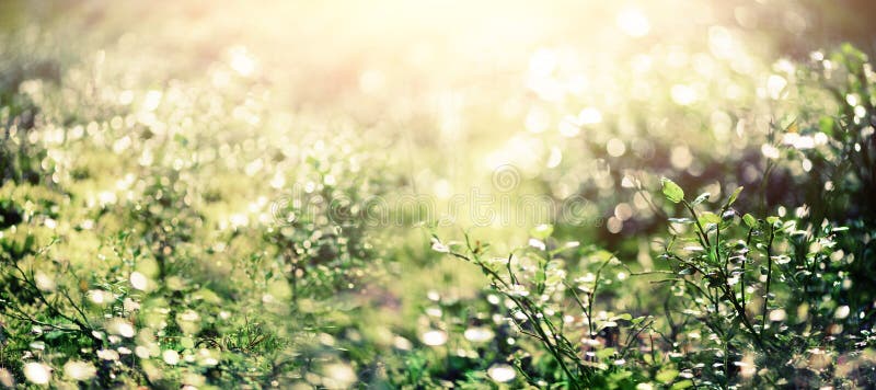 Bokeh-Licht von der Sonne durch Blätter im Waldunschärfegrün-Zusammenfassungshintergrund fahne Wilde Natur lizenzfreies stockbild Bokeh-Licht von der Sonne durch Blätter im Waldunschärfegrün-Zusammenfassungshintergrund fahne Wilde Natur lizenzfreies stockbild