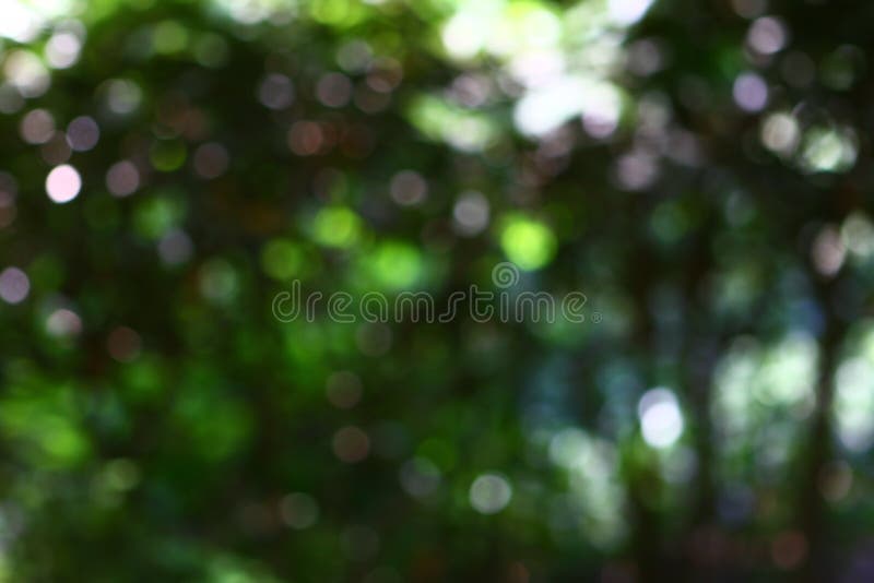 Bokeh Natural Dark Green Background. Park with Trees on a Sunny Summer Day.  Stock Photo - Image of backdrop, lawn: 124919076