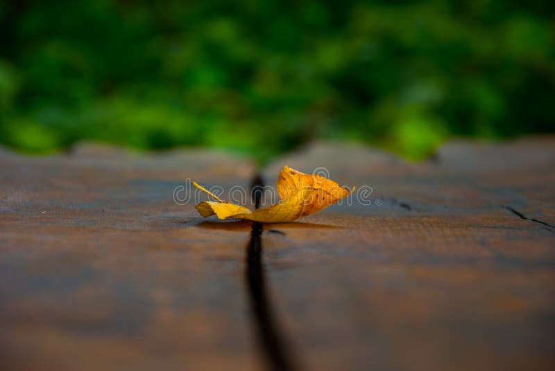 Bokeh van een gevallen blad royalty-vrije stock foto Bokeh van een gevallen blad royalty-vrije stock foto