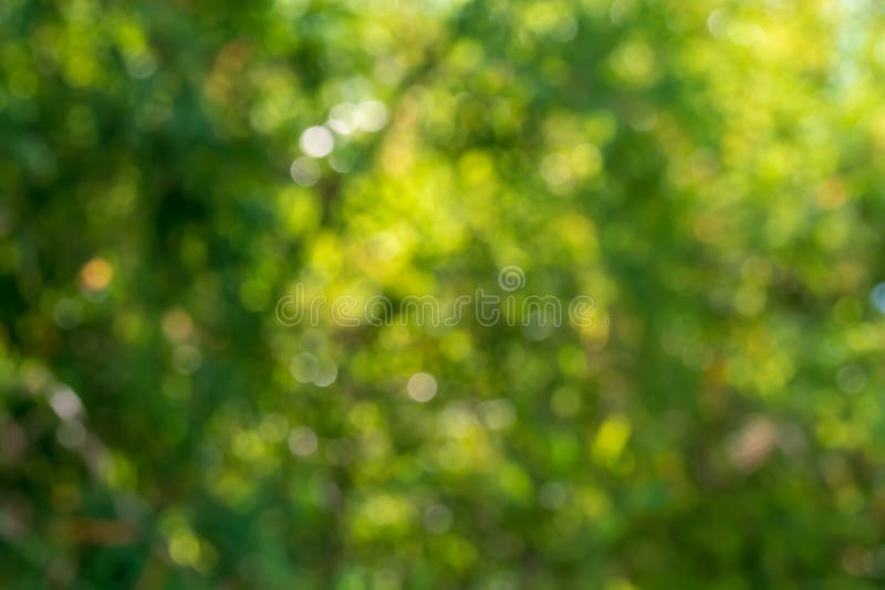 Bokeh-achtergrond van boombladeren royalty-vrije stock fotografie