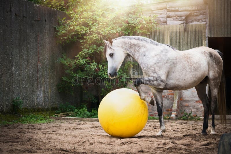 Bola amarilla grande del juego gris hermoso del caballo en arena