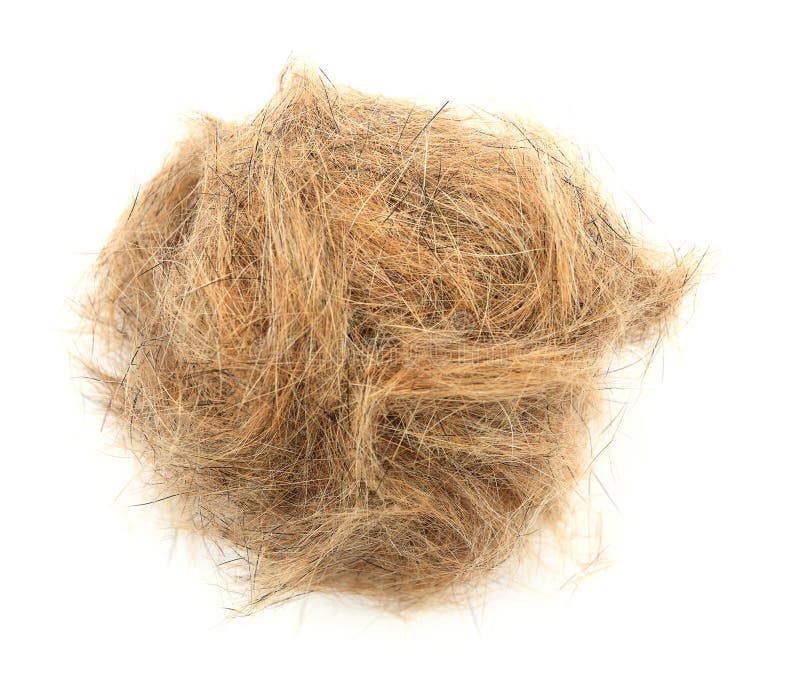Bola do close-up do cabelo de cão imagem de stock royalty free Bola do close-up do cabelo de cão imagem de stock royalty free