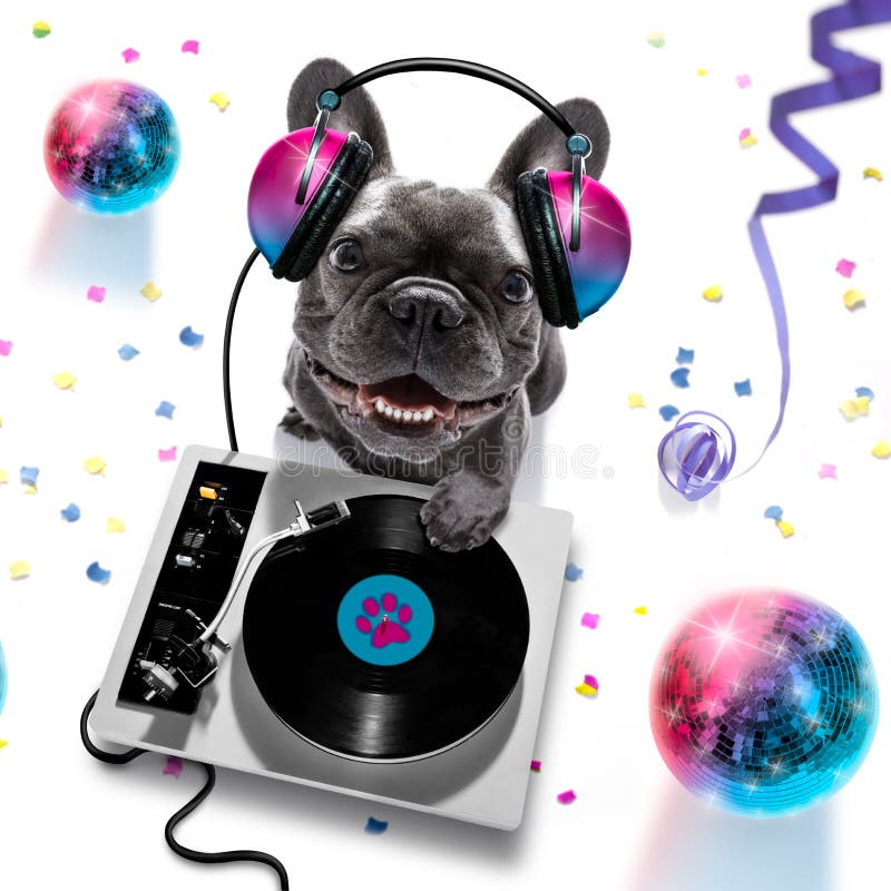 French bulldog  dog playing music in a club with disco ball , isolated on white background, with vinyl record and scratching  turntable. French bulldog  dog playing music in a club with disco ball , isolated on white background, with vinyl record and scratching  turntable