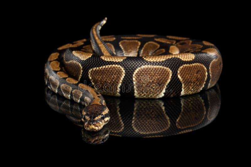 Cobra-bola ou Pitão-real sobre fundo preto isolado imagens de stock