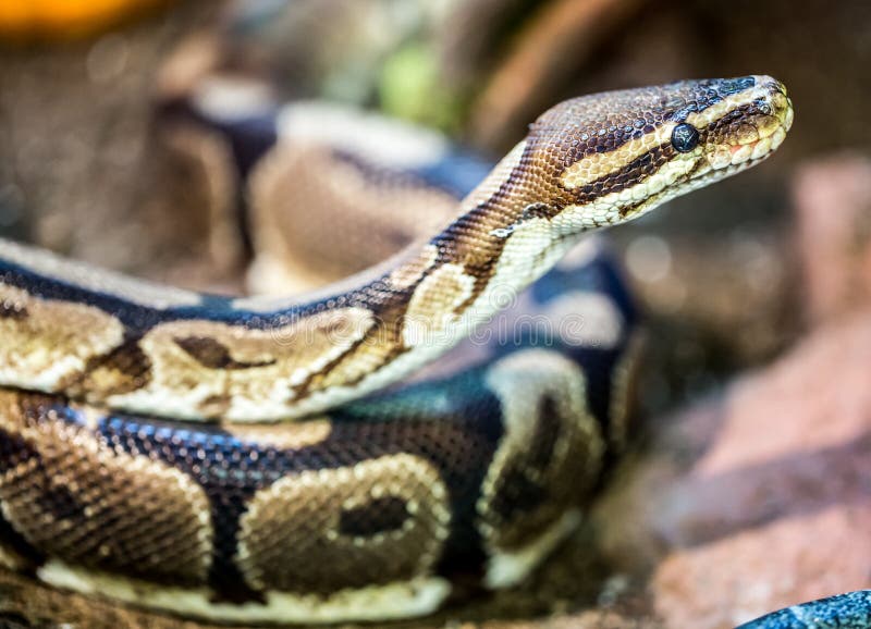 El pitón de la bola (Python regio) es una especie nonvenomous del pitón encontrada en África Éste es el más pequeño de los pitones africanos y es popular en el comercio del animal doméstico, en gran parte debido a su temperamento típicamente dócil.