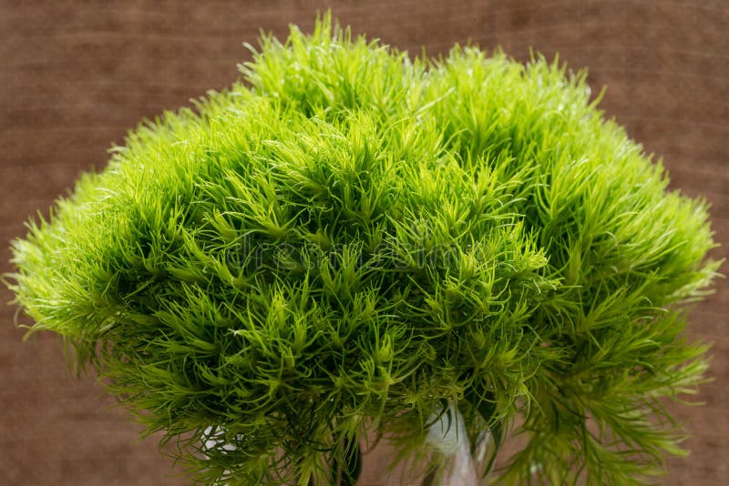 Bola verde - clavel Barbatus - Guillermo dulce Bola-haber formado único, flores del verde lima en el florero de cristal claro ais imagenes de archivo Bola verde - clavel Barbatus - Guillermo dulce Bola-haber formado único, flores del verde lima en el florero de cristal claro ais imagenes de archivo
