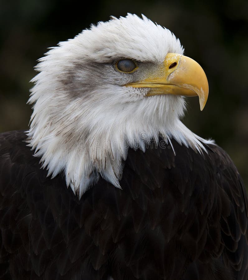 Bold Eagle Can be found in the USA This one has its 3rd eye lid over its eye