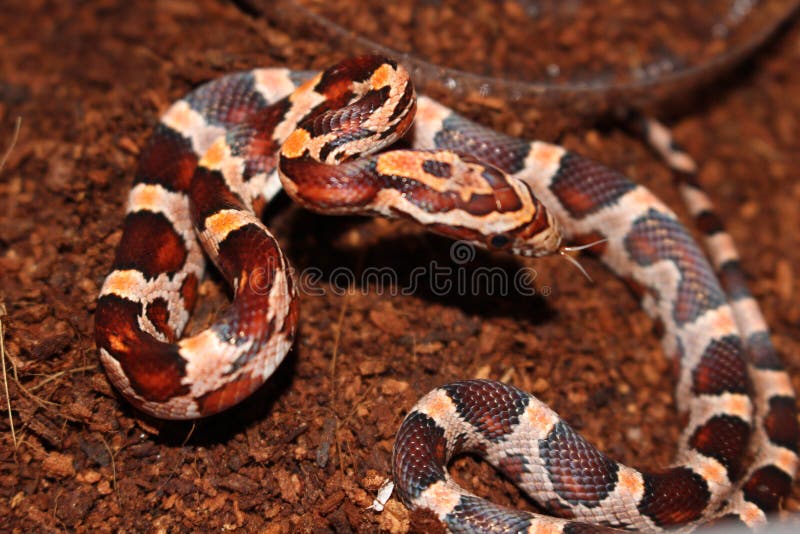 103 Baby Corn Snake Stock Photos Free & RoyaltyFree Stock Photos