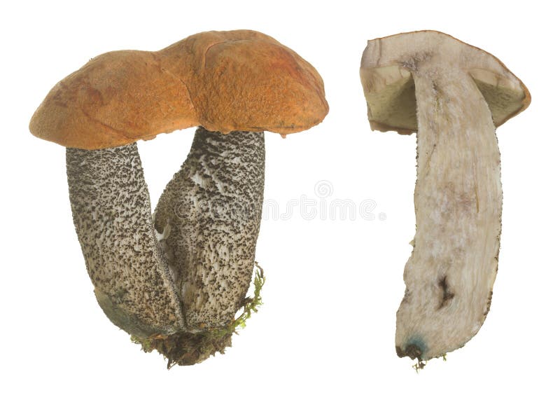 Bolete arancio della betulla, versipelle del Leccinum intero e diviso in due isolato su fondo bianco fotografia stock Bolete arancio della betulla, versipelle del Leccinum intero e diviso in due isolato su fondo bianco fotografia stock