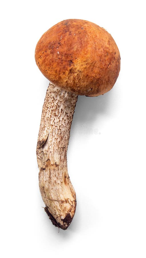 Boletus on a white background with a shadow. There is a clipping path, can be easily separated from the background. Boletus on a white background with a shadow. There is a clipping path, can be easily separated from the background