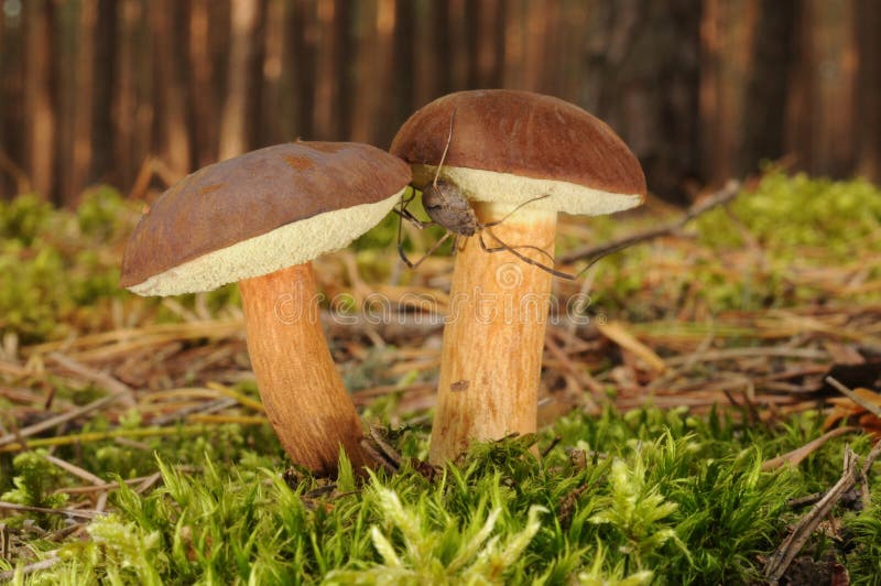 Boletus badius fungus