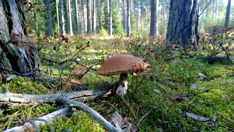 boletus d'Orange-chapeau dans la forêt photo stock boletus d'Orange-chapeau dans la forêt photo stock