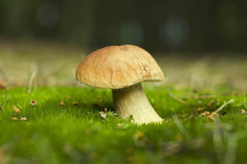 Boletus del fungo immagine stock Boletus del fungo immagine stock