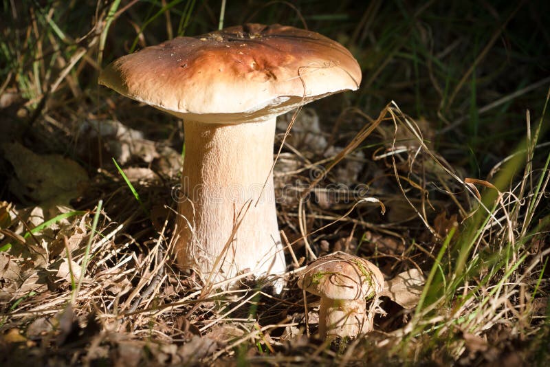 Boletus due in foresta fotografia stock libera da diritti Boletus due in foresta fotografia stock libera da diritti