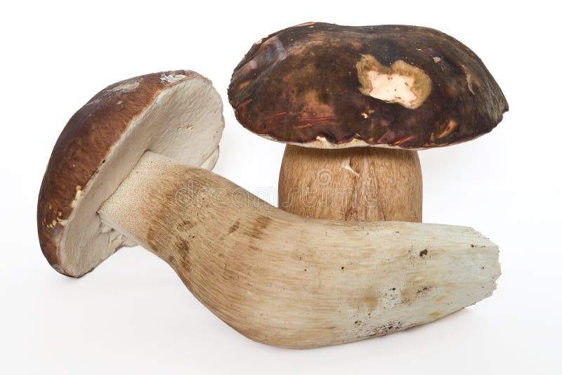 Boletus edulis (aereus) fotografia stock libera da diritti Boletus edulis (aereus) fotografia stock libera da diritti