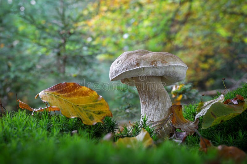 Boletus edulis champignon connu sous le nom de cep porcini ou penny bun dans la forêt automnale image stock