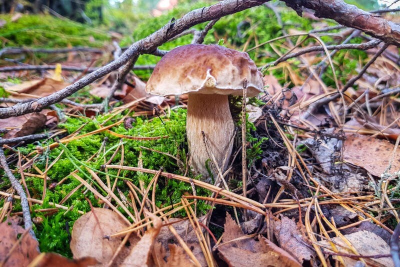 Boletus edulis fungus im Wald im Herbst