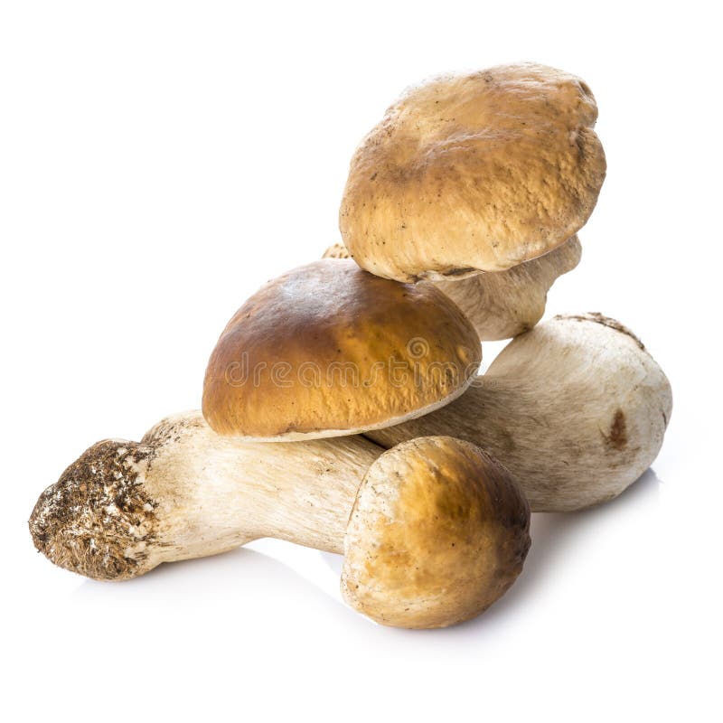 Boletus Edulis Isolated On A White Background Stock Photo Image of