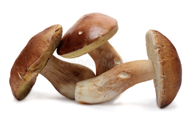 Boletus edulis isolated on white background. Wild