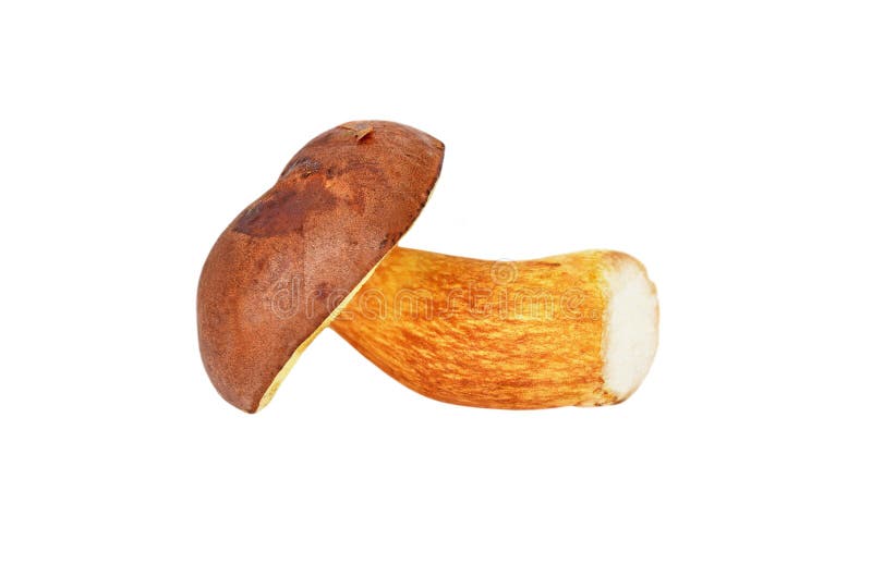 Boletus edulis mushroom stock photo. Image of delicious 75140356
