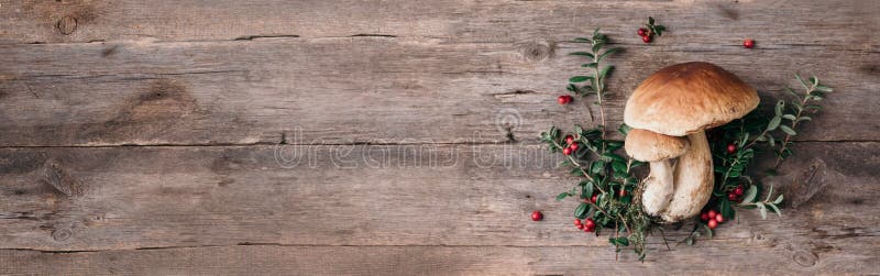 Boletus edulis mushroom, red lingonberries on wooden background. Copy space. Top view. Banner. Organic forest food