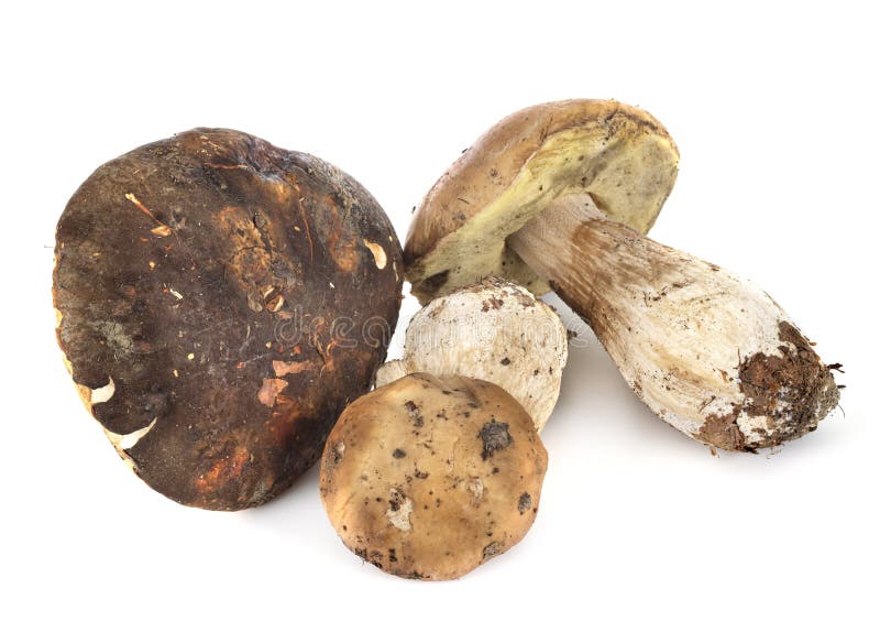 Boletus edulis in studio. Boletus edulis in front of white background