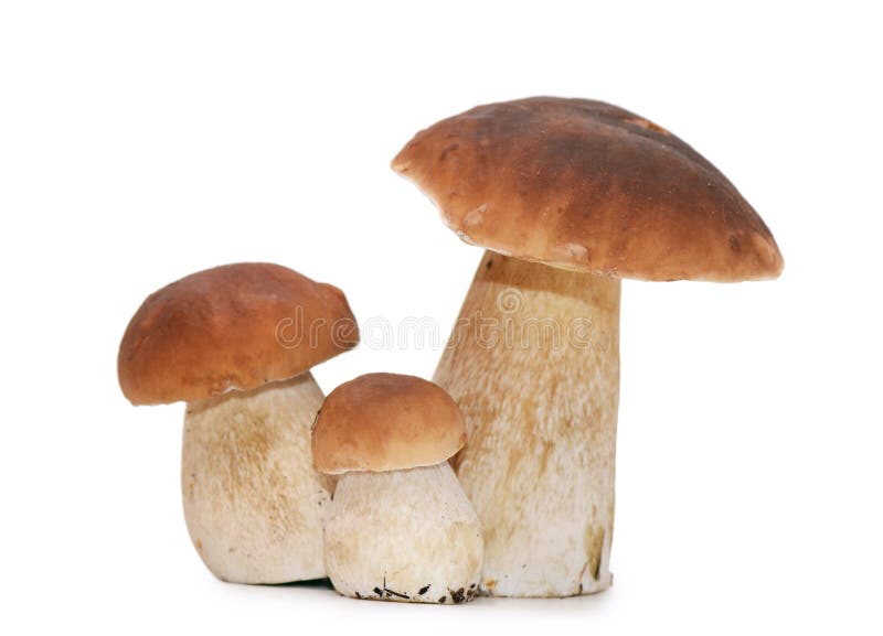 Boletus edulis on white