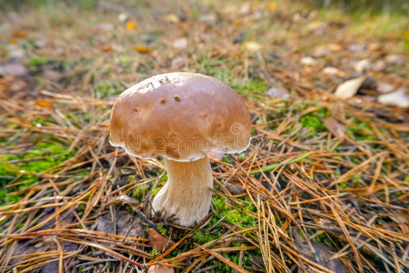 Ein bild aus Pilz Wald 