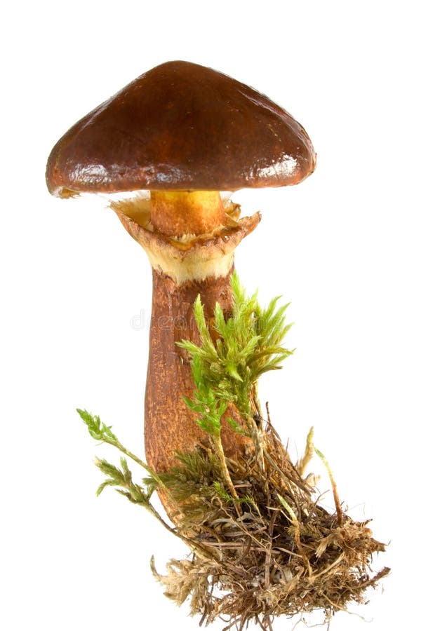 Boletus luteus