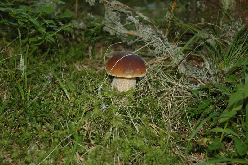 Boletus mashroom