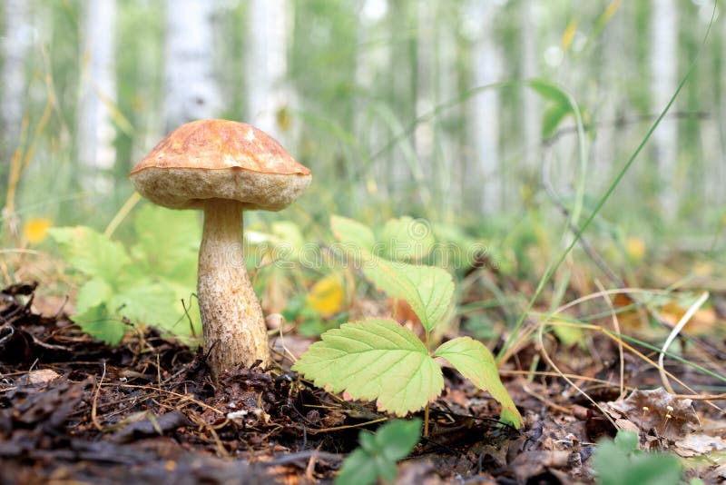 Boletus mushroom with beige cap on a background of mixed forest and grass