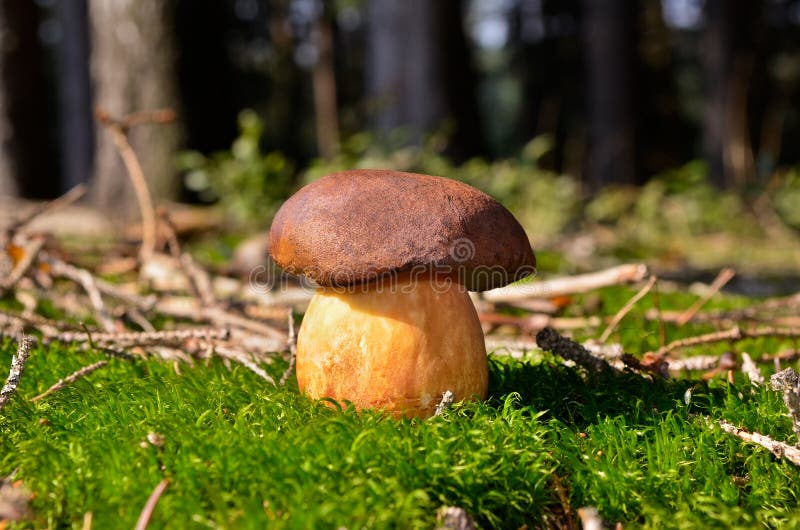 Boletus, mushroom royalty free stock image Boletus, mushroom royalty free stock image