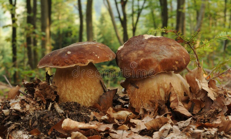 Boletus reticulatus fungus