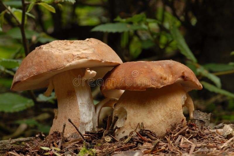 Boletus reticulatus