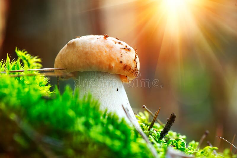 Boletus Steinpilzpilz, der im Herbstwaldpilzsammeln wächst lizenzfreie stockfotos Boletus Steinpilzpilz, der im Herbstwaldpilzsammeln wächst lizenzfreie stockfotos
