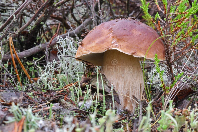 Boletus βασιλιάδων μανιτάρι δασικό στενό στον επάνω Φθινόπωρο sepe στα ξύλα Μαγειρεύοντας εύγευστο οργανικό μανιτάρι γαστρονομικό στοκ φωτογραφία με δικαίωμα ελεύθερης χρήσης